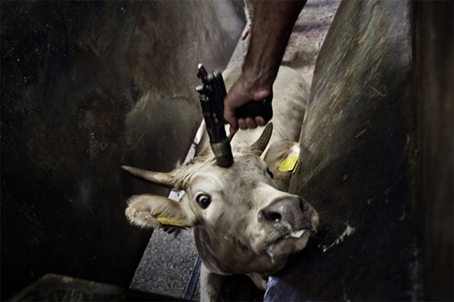 abate-humanitario-sem-carne-matadouro-crueldade-animais-compaixao-vegetarianismo-sociedade-brasileira-veganismo-vegetariana-vegano
