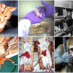 Testes em animais: ruim e desnecessário
